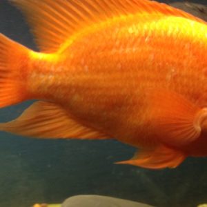 Red Devil Cichlid (Amphilophus labiatus)