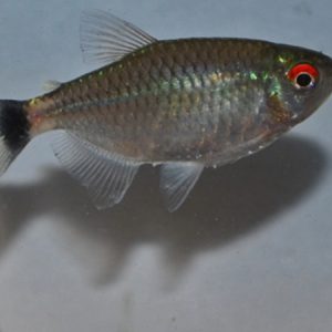 Red Eye Tetra (Moenkhausia sanctaefilomenae)