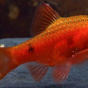 Red Glass Barb (Puntius conchonius)