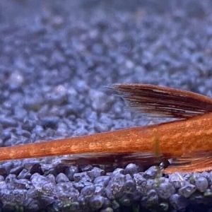 Red Lizard Whiptail cat