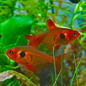 Red Phantom (Megalamphodus sweglesi)