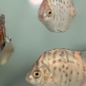 Red Ruby Scat (Scatophagus argus)