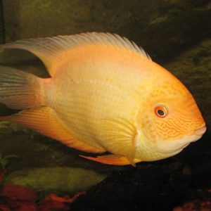 Red Spotted Gold Severum