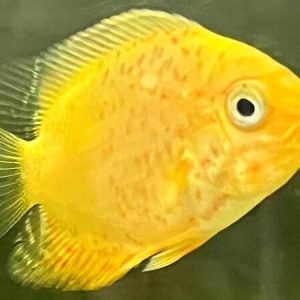 Red Spotted Gold Severum
