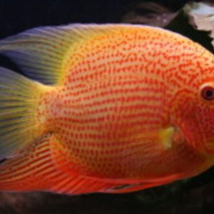 Red Spotted Gold Severum