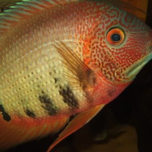 Red Spotted Severum (Wild Columbia) – Heros liberefer