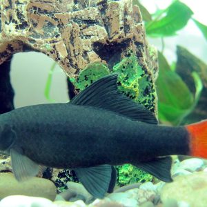 Red-tailed black shark (Epalzeorhynchos bicolor)