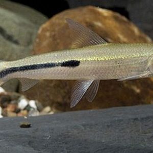 Redtail Hemiodus (Hemiodus gracillus)