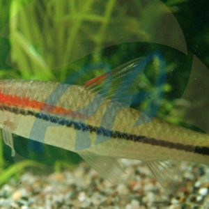 Roseline Torpedo Shark (Puntius denisonii)