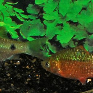 Rosy Barb (Puntius conchonius)