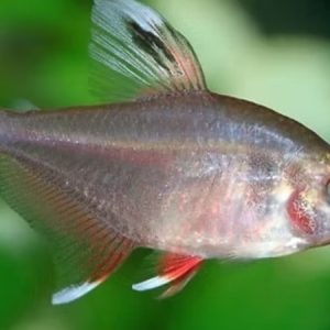 Rosy Tetra (Hyphessobrycon rosaceus)