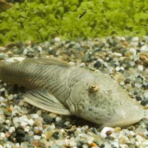 Rubberlip Pleco L146 (Chaetostoma sovichthys)