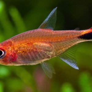Ruby Tetra (Axelrodia riesei)