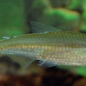 Rummy Nose (Hemigrammus bleheri)