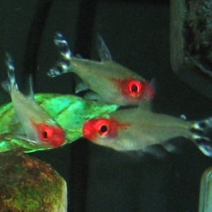 Rummy Nose (Petitella bleheri)