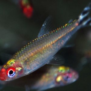 Rummy Nose (Wild) – Hemigrammus bleheri