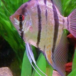 Scalare Angel Peru (Pterophyllum scalare)