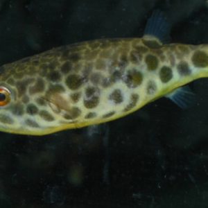 Schoutedeni Puffer (Tetraodon schoutedeni)