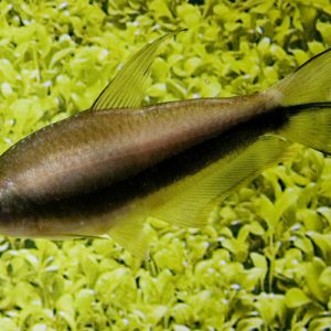 Scissortail Rasbora (Rasbora trilineata)