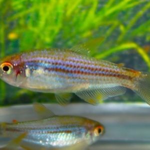Scratched Inpa Tetra (Inpaichthys parauapiranga)
