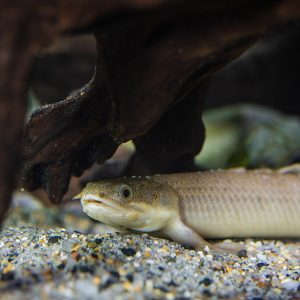 Senegal Bichir (Polypterus senegalus)
