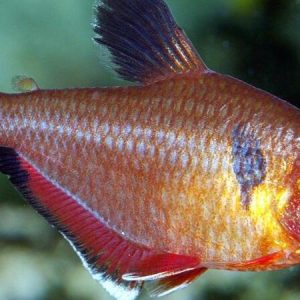 Serpae Tetra (Hyphessobrycon serpae)
