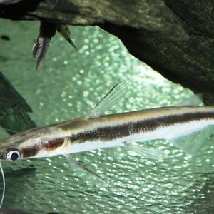 Shovelnose (Sorubim lima)