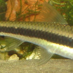 Siamese Algae Eater