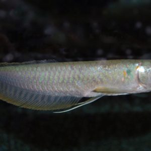 Silver Arowana (wild) – Osteoglossum bicirrhosum