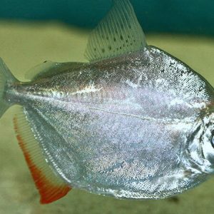 Silver Dollar (Metynnis hypsauchen)