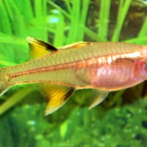 South Pacific Blue Eye Rainbow (Pseudomogil signifer)