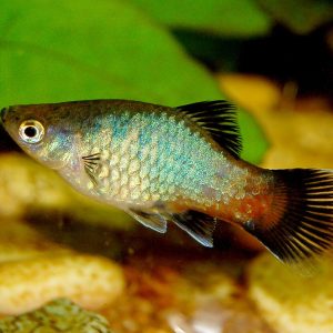 Southern platyfish