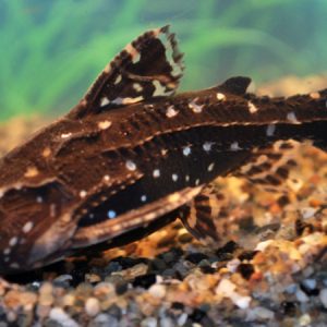 Spotted Raphael (Agamixus pectinifrons)