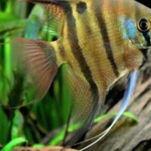 Spotted Scalare Angel Peru (Pterophyllum scalare)