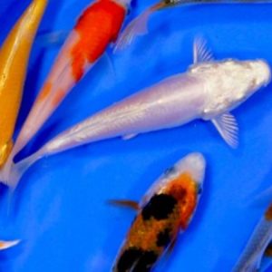 Standard Koi (Cyprinus carpio)