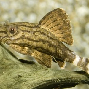 Stripe Royal Pleco L190