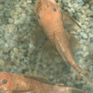 Super Red Bristlenose (Ancistrus dolichopterus red)