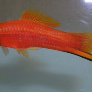 Swordtail Brick (Xyphophorus helleri)
