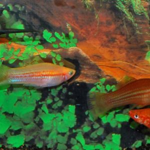 Swordtail Fancy Mix (Xyphophorus helleri)