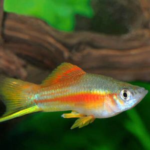 Swordtail Green Neon (Xyphophorus helleri)