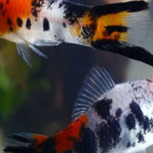 Swordtail Koi Tricolor (Xyphophorus helleri)