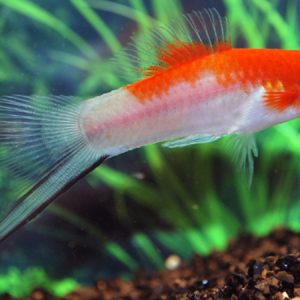Swordtail Koi (Xyphophorus helleri)
