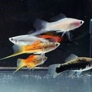 Swordtail Mix Lyretail (Xyphophorus helleri)