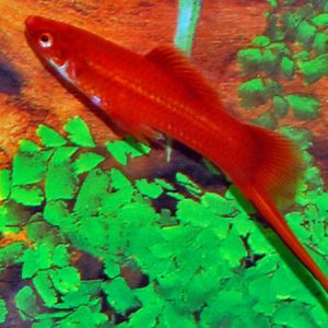 Swordtail Red Velvet (Xyphophorus helleri)