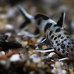 Synodonthys Lucipinnis (Synodontis lucipinnis)