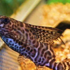 Synodontis Eupterus (Synodonthys eupterus)