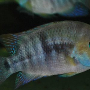 T-Bar Cichlid (Cryptoheros sajica)