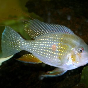Threadfin acara
