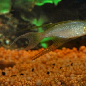 Threadfin Rainbow (Iriatherina werneri)