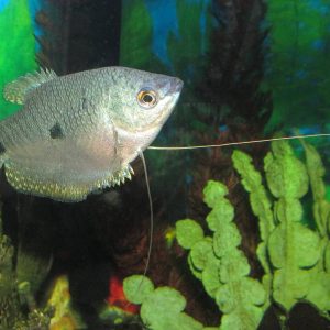 Three spot gourami